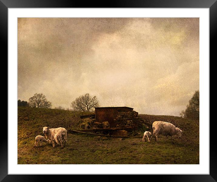 Spring lambs Framed Mounted Print by Dawn Cox