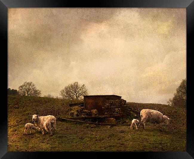 Spring lambs Framed Print by Dawn Cox