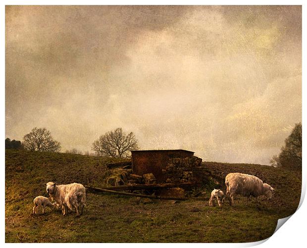 Spring lambs Print by Dawn Cox