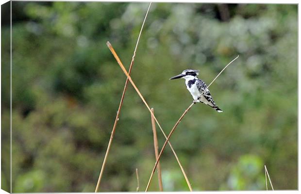 Pied Kingfisher Canvas Print by Tony Murtagh