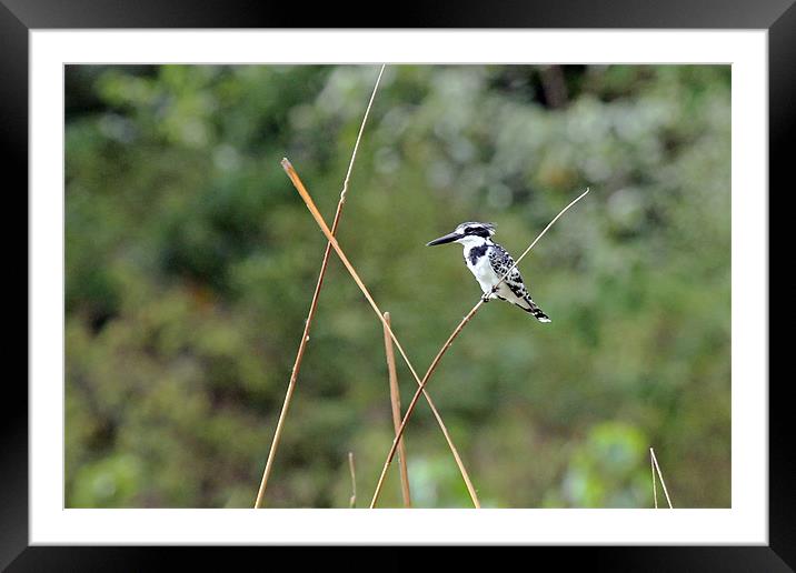 Pied Kingfisher Framed Mounted Print by Tony Murtagh
