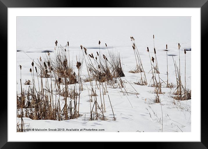 Bulrushes In The Snow Framed Mounted Print by Malcolm Snook