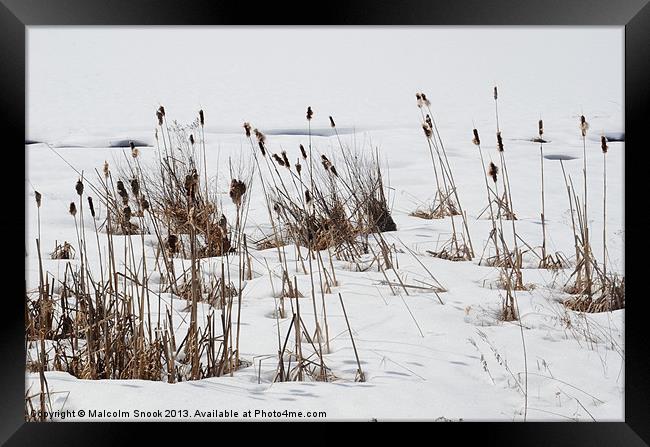 Bulrushes In The Snow Framed Print by Malcolm Snook
