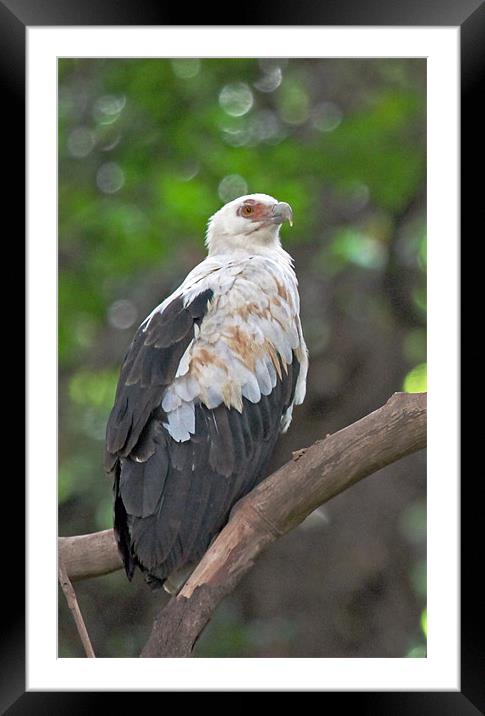 Palm-nut Vulture Framed Mounted Print by Tony Murtagh