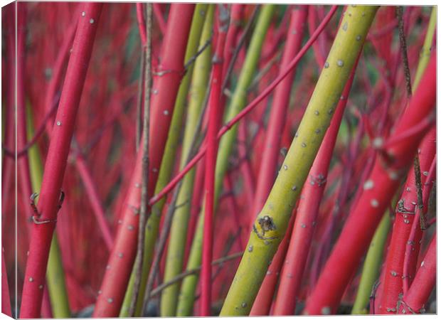 red and green stems Canvas Print by Heather Newton