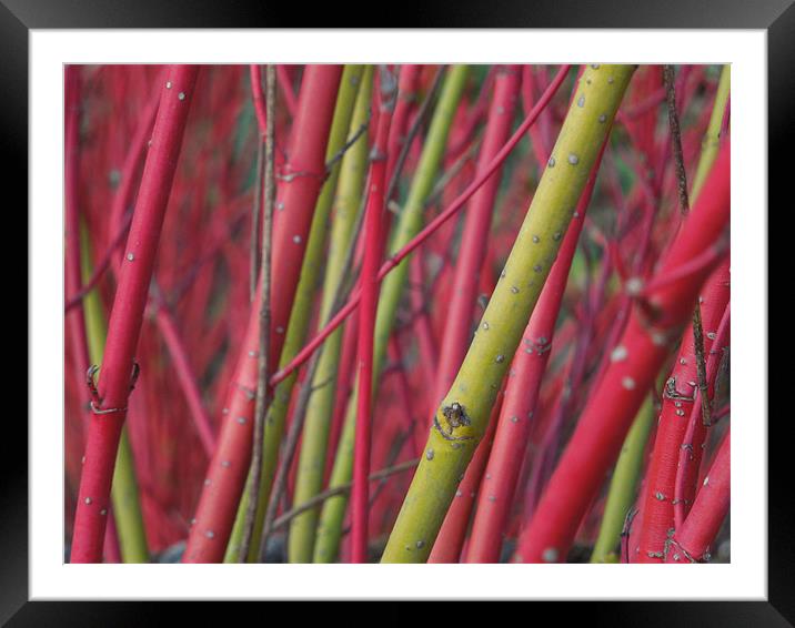 red and green stems Framed Mounted Print by Heather Newton