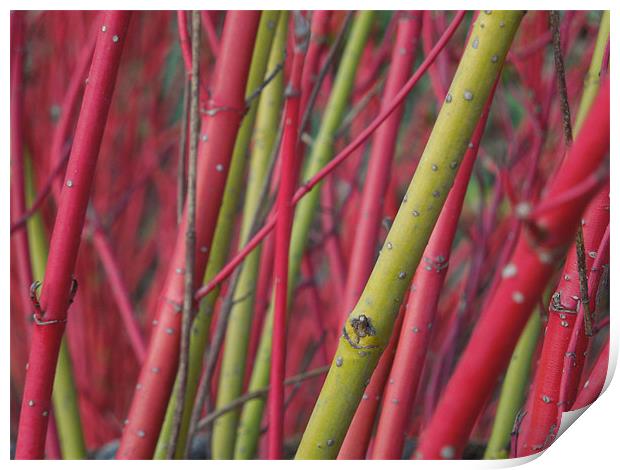 red and green stems Print by Heather Newton