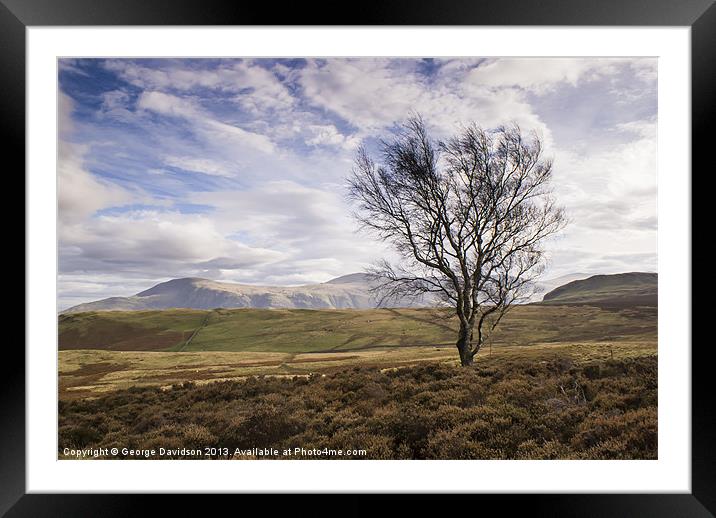 Single Tree, Looking for Friend Framed Mounted Print by George Davidson