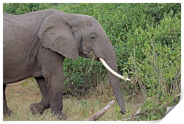 African Elephant Print by Tony Murtagh
