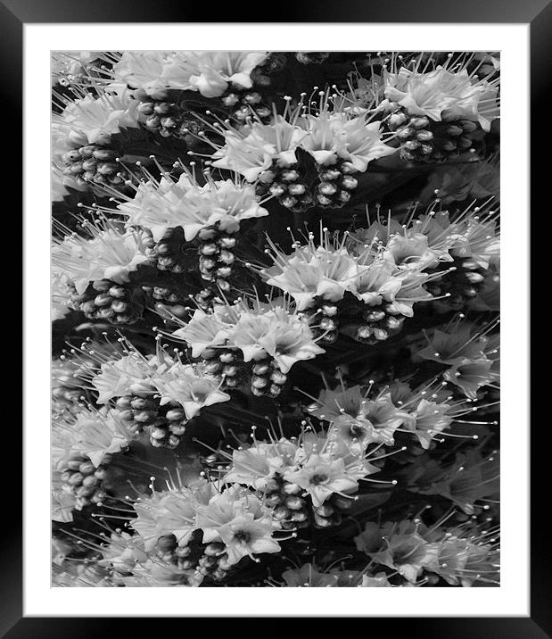 Tajinaste Blanco B&W Framed Mounted Print by Tenerife Memoriez