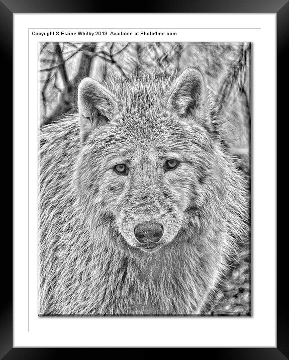 Arctic Wolf Framed Mounted Print by Elaine Whitby