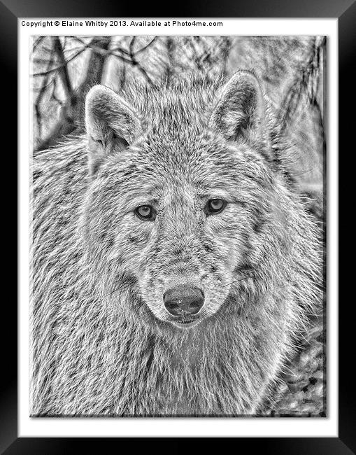 Arctic Wolf Framed Print by Elaine Whitby