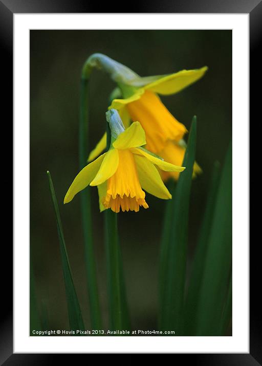 Daffodil Framed Mounted Print by Dave Burden