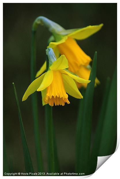 Daffodil Print by Dave Burden