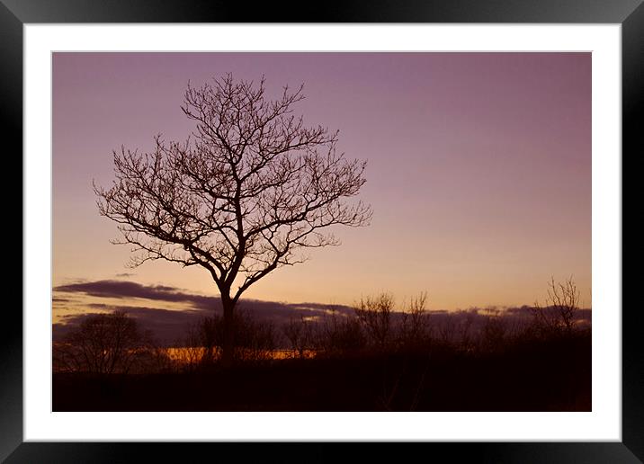 Tree Silhouettes at Sunset 2 Framed Mounted Print by Becky Dix