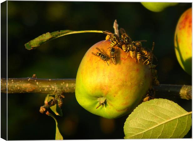 Wasps on summer apple Canvas Print by Shaun Cope