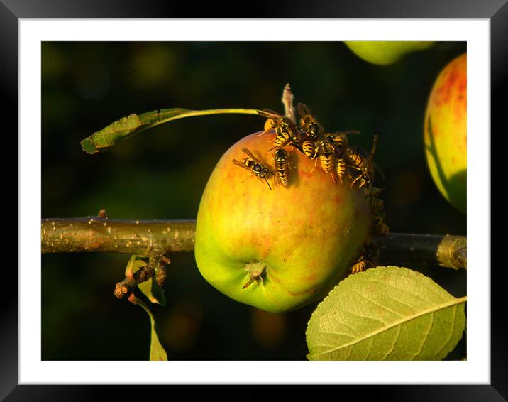Wasps on summer apple Framed Mounted Print by Shaun Cope