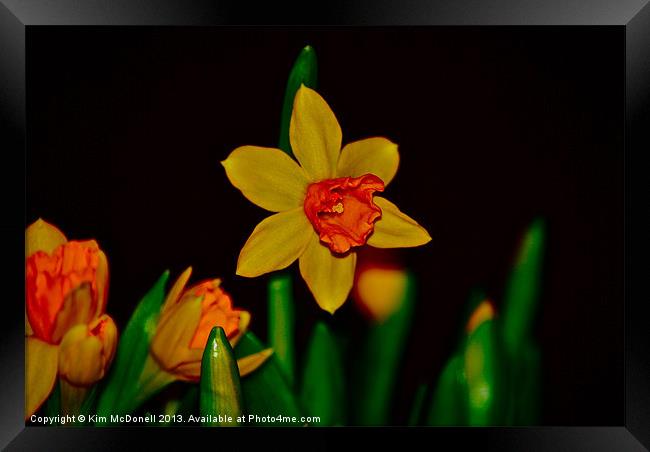 Daffodil Framed Print by Kim McDonell