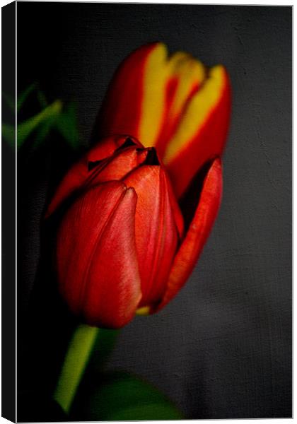 Tulips. Canvas Print by Nadeesha Jayamanne