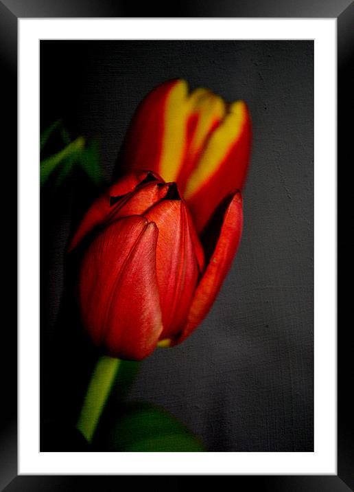 Tulips. Framed Mounted Print by Nadeesha Jayamanne