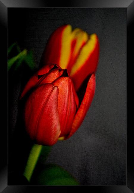 Tulips. Framed Print by Nadeesha Jayamanne