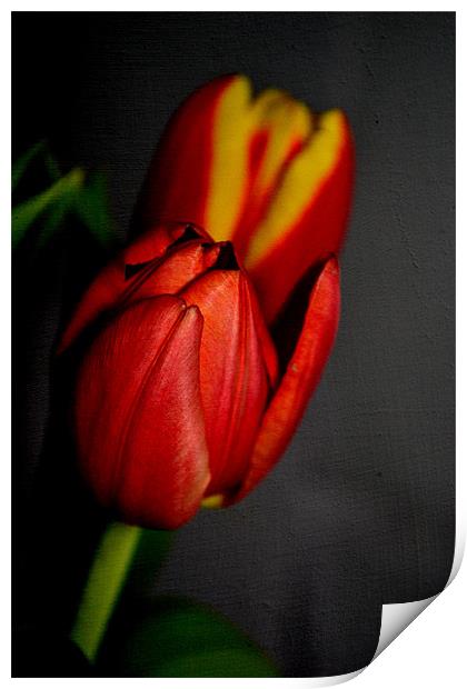 Tulips. Print by Nadeesha Jayamanne