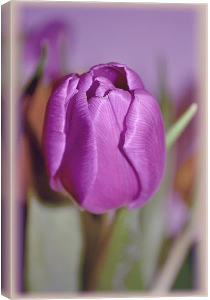 Purple Tulip. Canvas Print by Nadeesha Jayamanne