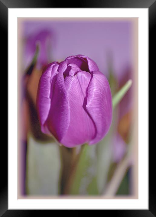 Purple Tulip. Framed Mounted Print by Nadeesha Jayamanne