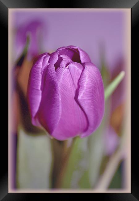 Purple Tulip. Framed Print by Nadeesha Jayamanne