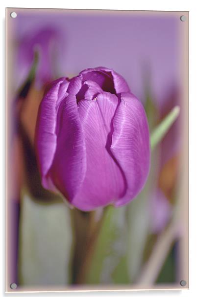 Purple Tulip. Acrylic by Nadeesha Jayamanne