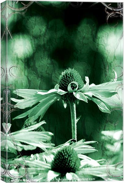 Echinacea Canvas Print by Michelle Orai