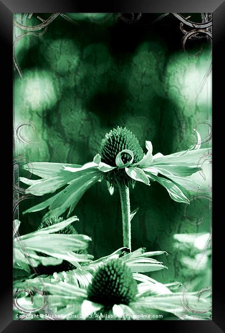 Echinacea Framed Print by Michelle Orai