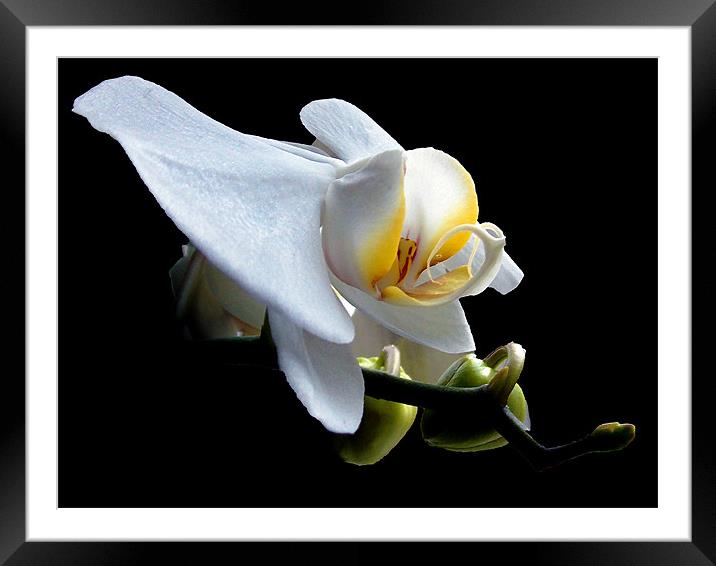 822-beautiful orchid Framed Mounted Print by elvira ladocki