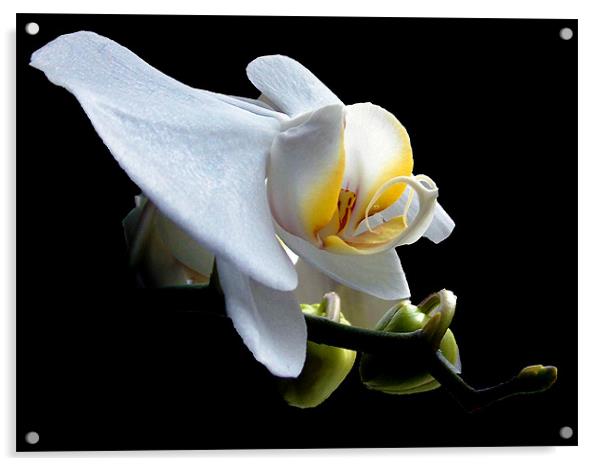 822-beautiful orchid Acrylic by elvira ladocki