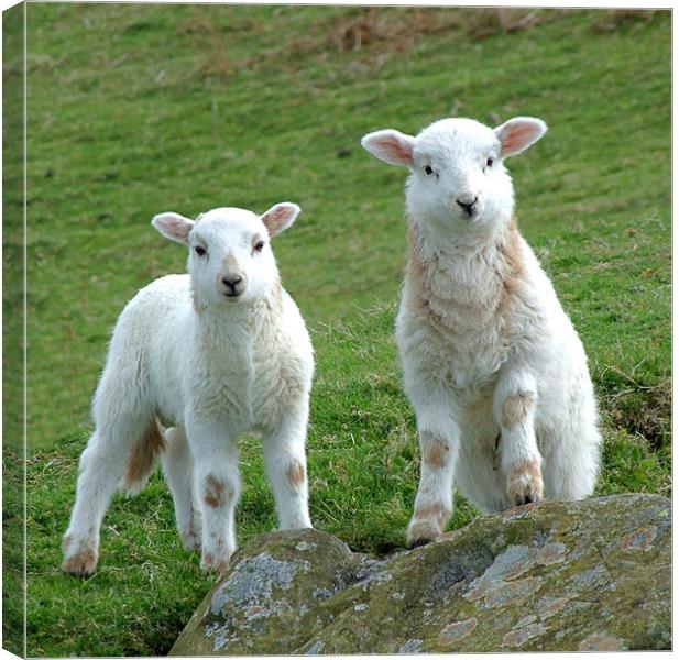 Two Welsh Lambs posing Canvas Print by philip clarke