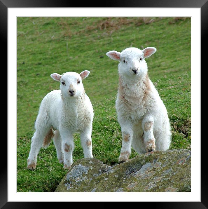 Two Welsh Lambs posing Framed Mounted Print by philip clarke