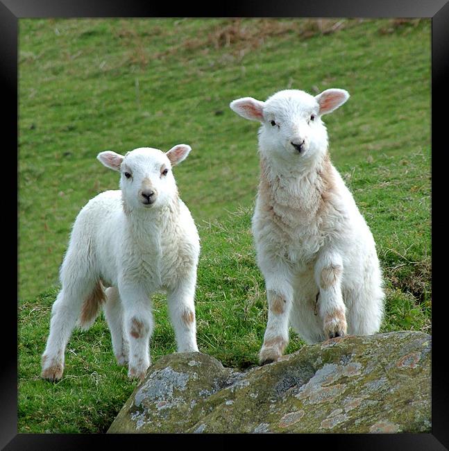 Two Welsh Lambs posing Framed Print by philip clarke