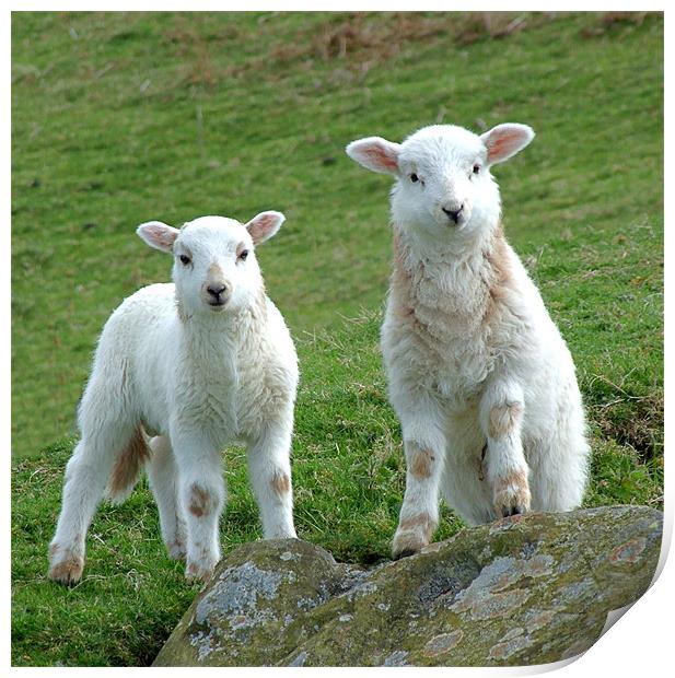 Two Welsh Lambs posing Print by philip clarke
