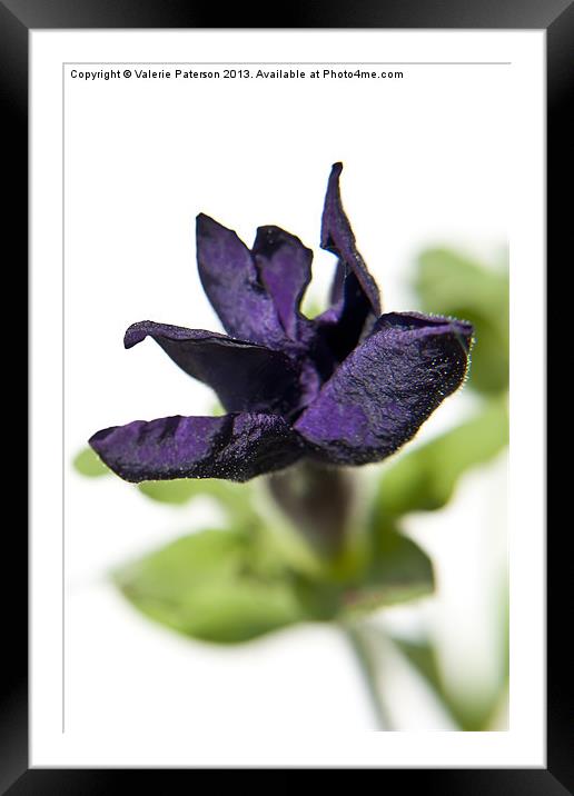 Purple Petunia Flower Framed Mounted Print by Valerie Paterson
