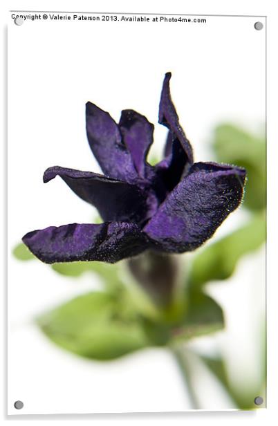 Purple Petunia Flower Acrylic by Valerie Paterson