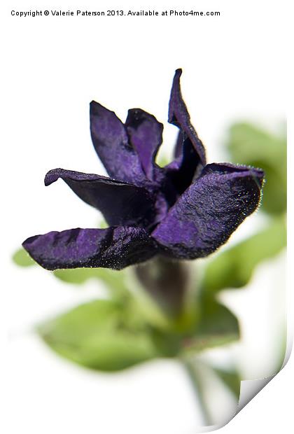 Purple Petunia Flower Print by Valerie Paterson