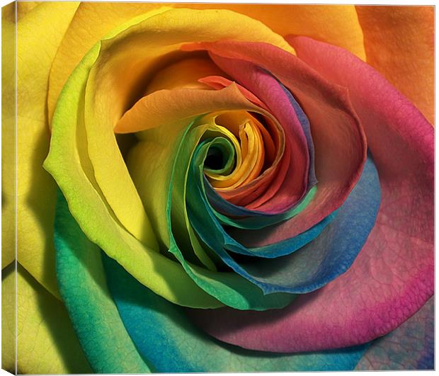 coloured rose Canvas Print by clayton jordan