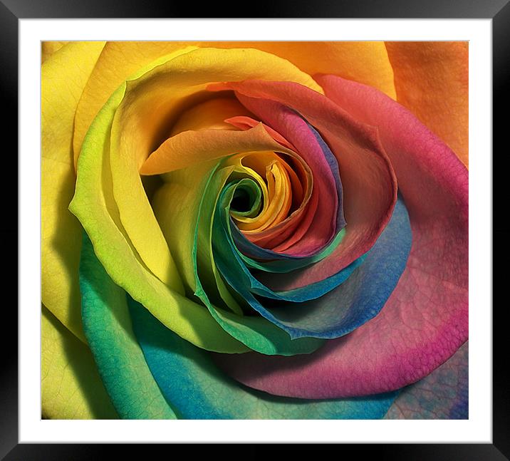 coloured rose Framed Mounted Print by clayton jordan