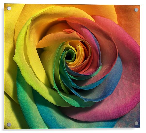 coloured rose Acrylic by clayton jordan