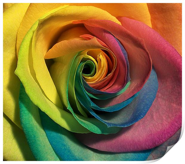 coloured rose Print by clayton jordan
