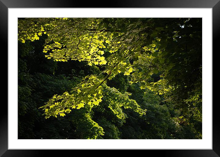 Sunlit Leaves Framed Mounted Print by Mark Llewellyn