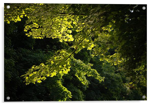 Sunlit Leaves Acrylic by Mark Llewellyn