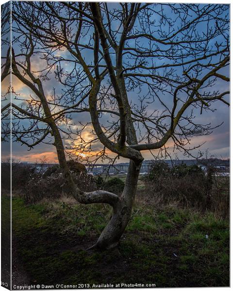 Spring Sunset Canvas Print by Dawn O'Connor