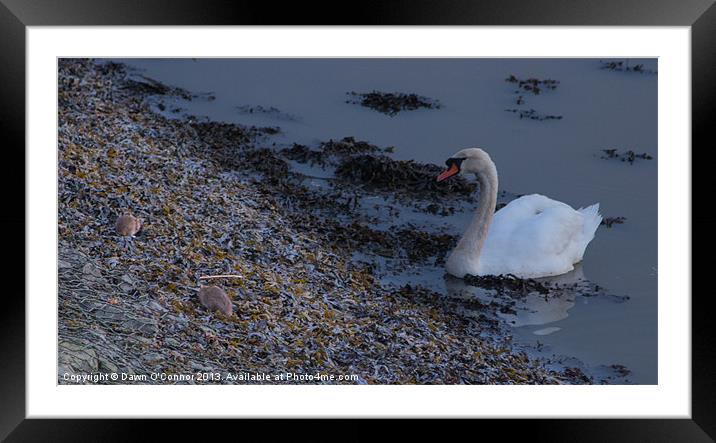 River Rats Framed Mounted Print by Dawn O'Connor