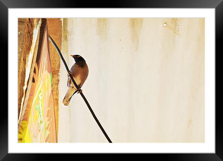 Indian Myna comes to dinner Framed Mounted Print by Arfabita  